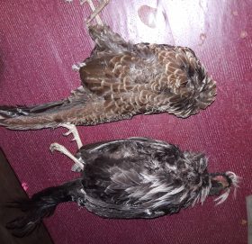 हिमपाँत सँगै दुलर्भ बन्यजन्तुको चोरी शिकार