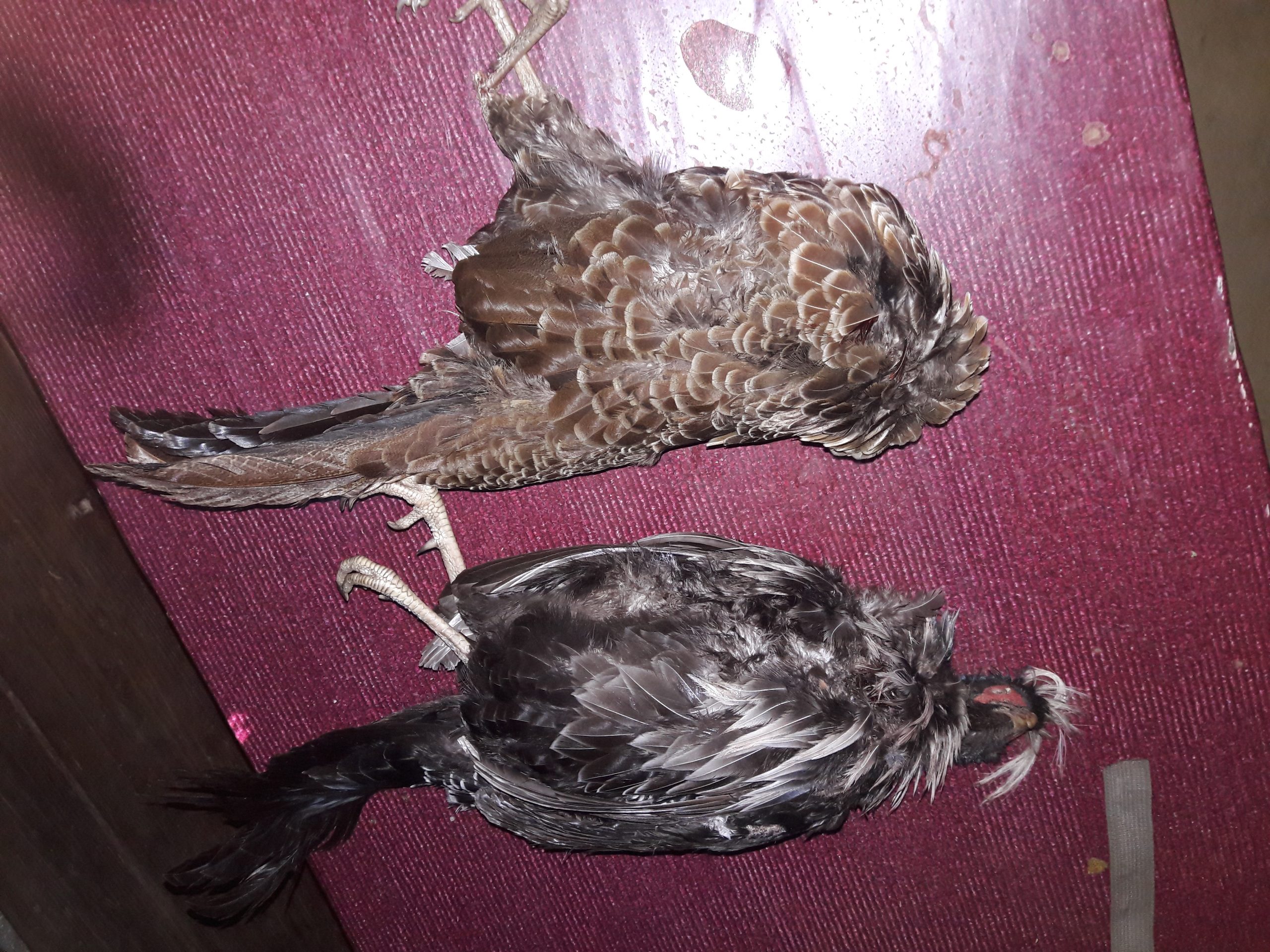 हिमपाँत सँगै दुलर्भ बन्यजन्तुको चोरी शिकार