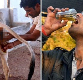 गाईको गहुँतबाट एक सय ४८ प्रकारका रोग निको हुन्छ