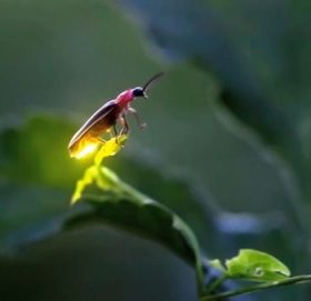 किन जुनकिरीको जीउमा बत्ती बल्ने गर्छ ?