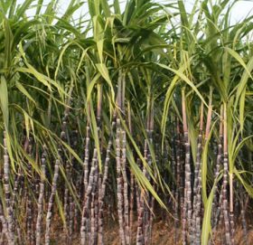 इकडीगाड देखी मार्तडीसम्मको सडक छेउमा उखु खेती गरिने