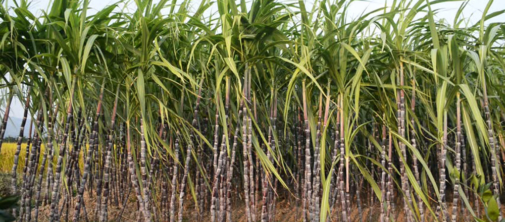 इकडीगाड देखी मार्तडीसम्मको सडक छेउमा उखु खेती गरिने