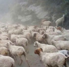 अज्ञात रोेगले २०० बढी भेडा मरे