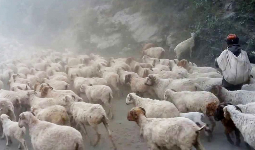 अज्ञात रोेगले २०० बढी भेडा मरे