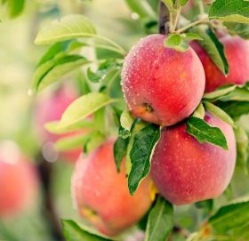 कलेजो सफा गर्नेदेखि कयौं रोगबाट बचाउने एउटै फलः स्याउ