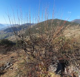 १ लाख जङ्गली मेलका वोटमा नास्पाती कलमी अभियान