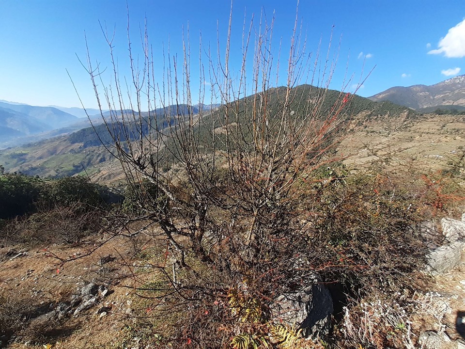 १ लाख जङ्गली मेलका वोटमा नास्पाती कलमी अभियान