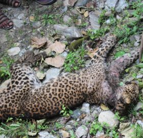 पोरखे लेखमा मृत अवस्थामा चितुवा भेटियो