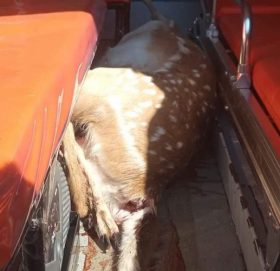 एम्बुलेन्समा चित्तल तस्करी गर्ने चालक गाउँपालिका अध्यक्षका भतिजा