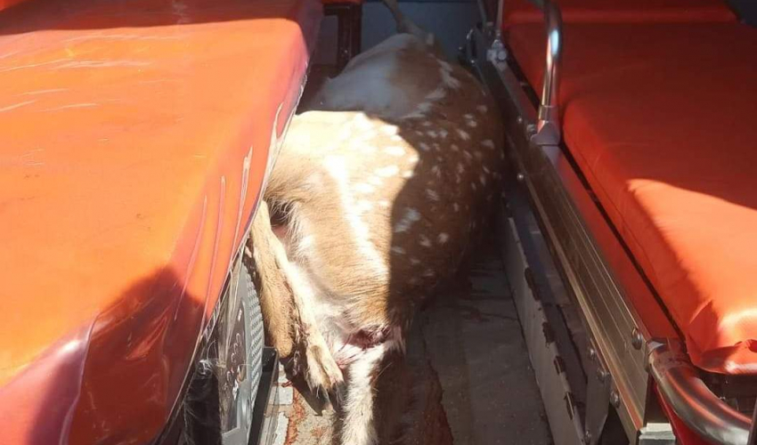 एम्बुलेन्समा चित्तल तस्करी गर्ने चालक गाउँपालिका अध्यक्षका भतिजा