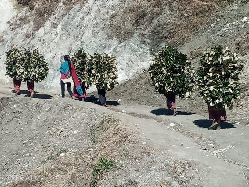 ग्रामिण महिलाकाे पिडा : बिहान ६ बजे हिडेर दिउँसाे २ बजे घर पुग्छन् (फाेटाे फिचर)