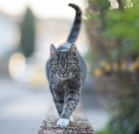 पहिलो पटक  बेल्जियममा बिरालोलाई कोरोना संक्रमण