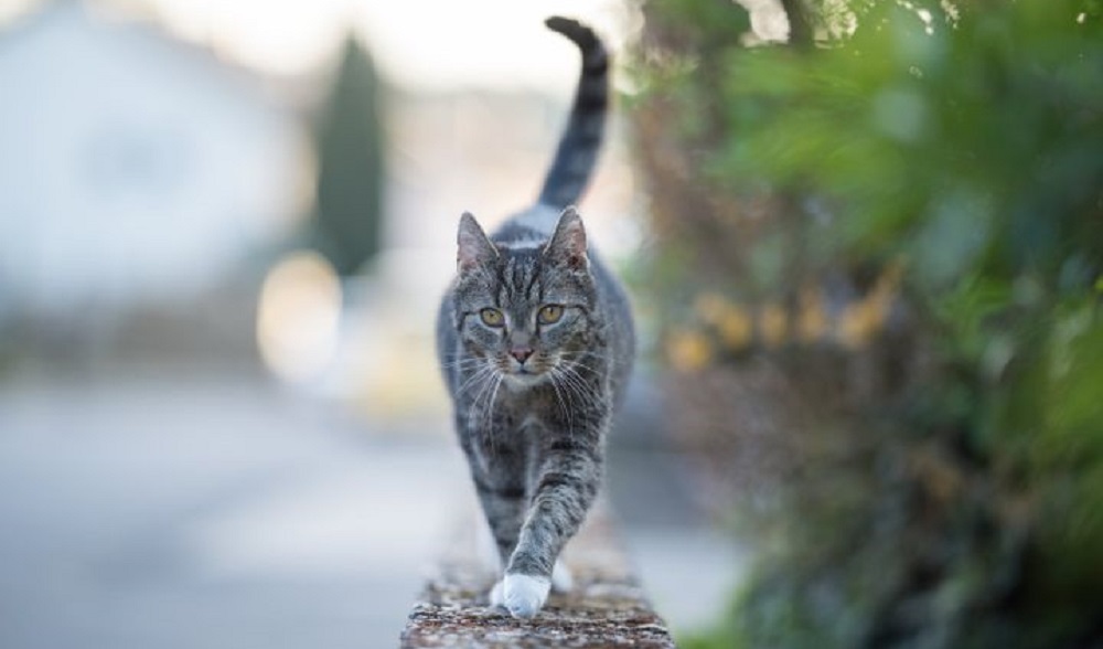 पहिलो पटक बेल्जियममा बिरालोलाई कोरोना संक्रमण