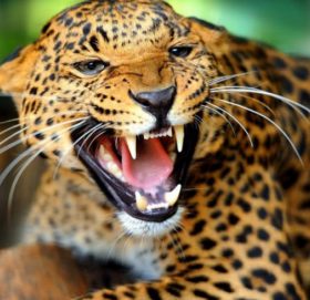 बैतडीमा चितुवाको आक्रमणबाट फेरी एक बालिकाको मृत्यु