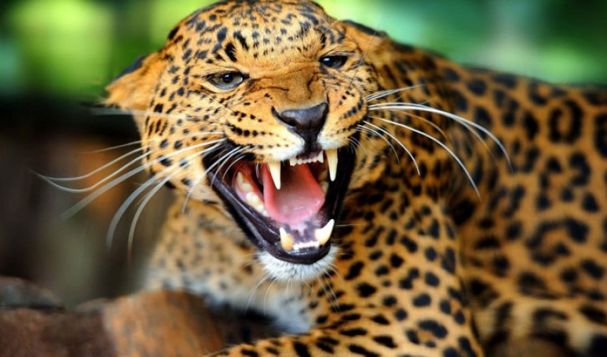 बैतडीमा चितुवाको आक्रमणबाट फेरी एक बालिकाको मृत्यु