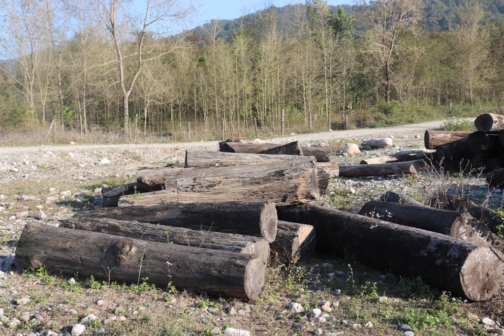 काठचोरी गर्ने साउँद पक्राउ