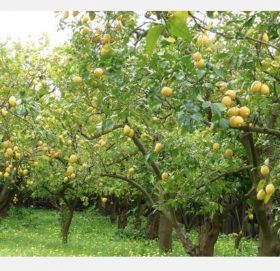 बुढीगंगा नगरपालीकामा कागति अभियान शुरु