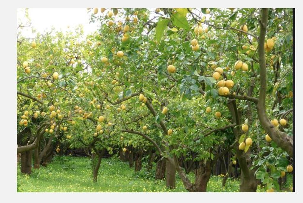 बुढीगंगा नगरपालीकामा कागति अभियान शुरु