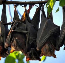 यसकारण चमेरा रुखमा उल्टो झुण्डिन्छन्