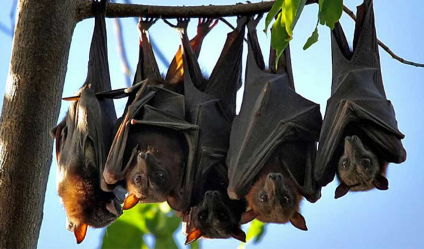 यसकारण चमेरा रुखमा उल्टो झुण्डिन्छन्