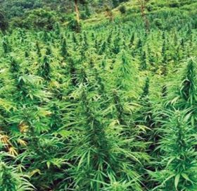 एशियामै पहिलोपटक थाइल्याण्डले हटायो गाँजामाथिको प्रतिबन्ध