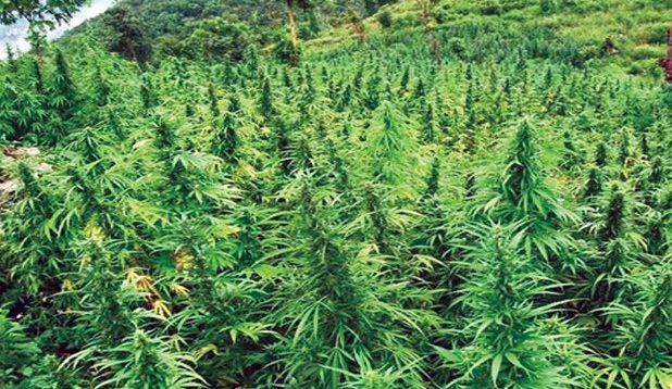 एशियामै पहिलोपटक थाइल्याण्डले हटायो गाँजामाथिको प्रतिबन्ध