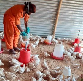 कुखुरा पालनबाटै सफल युवा उद्यमी बन्दै शुशिला