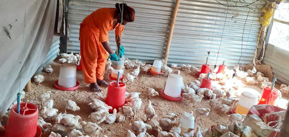 कुखुरा पालनबाटै सफल युवा उद्यमी बन्दै शुशिला