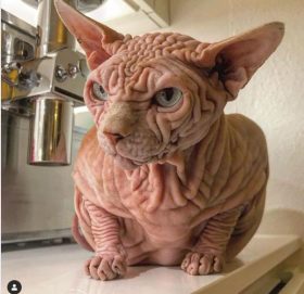 यो हो संसारको सबैभन्दा ‘डरलाग्दो’ बिरालो,