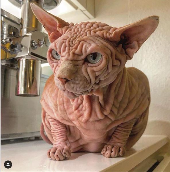 यो हो संसारको सबैभन्दा ‘डरलाग्दो’ बिरालो,