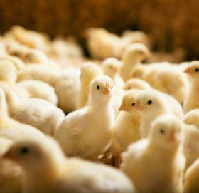 दाना नपाएपछि कुखुराको चल्ला खाल्डोमा पुरियो