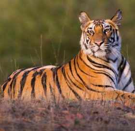 मानिसबाट जनावरमा सर्यो कोरोना, चिडियाखानाको ४ बर्षे बाघमा भेटियो संक्रमण