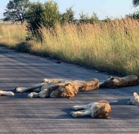 लकडाउनले जनवारलाई आनन्द : सडकमै भेटियो सिंहको बथान