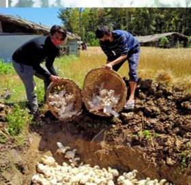 कैलाली र कञ्चनपुरमा पोल्ट्री व्यवसाय तहस नहस, ५० रुपैँया प्रतिकिलो मासु