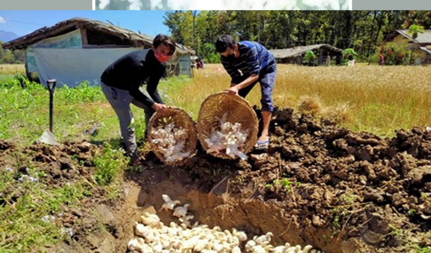 कैलाली र कञ्चनपुरमा पोल्ट्री व्यवसाय तहस नहस, ५० रुपैँया प्रतिकिलो मासु