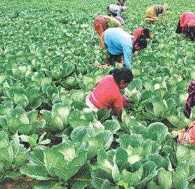 बारीमै कुहियो तरकारी, कामदारलाई तलब खुवाउन ऋण खोज्दै किसान