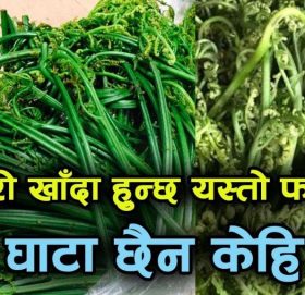 निगुरो : जैविक, पोषिलो र स्वादिलो