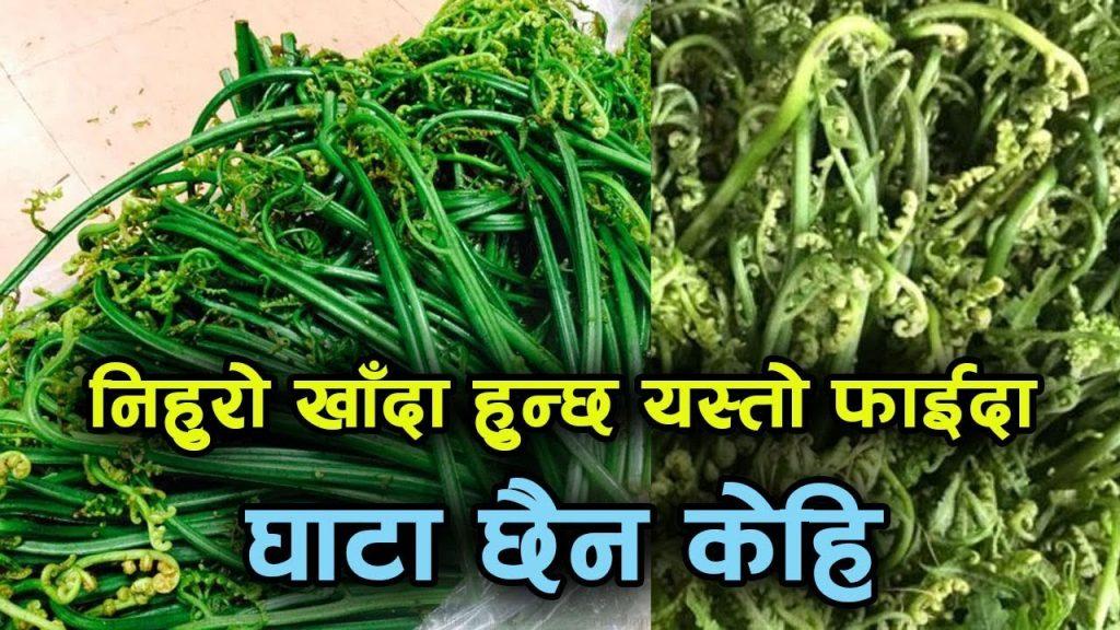 निगुरो : जैविक, पोषिलो र स्वादिलो