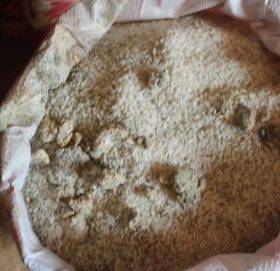 राहतको नाममा कुहिएको चामल !