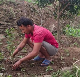 सामुदायिक वन उपभोक्ता महासंघका पदाधिकारी विरुवा रोपेर रजत बर्ष मनाउदै