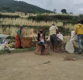 किसानलाई गहू भित्र्याउने चटारो (फोटो फिचर)