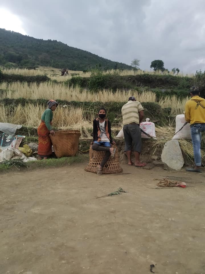 किसानलाई गहू भित्र्याउने चटारो (फोटो फिचर)