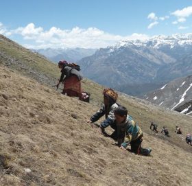 दार्चुला र बझाङमा यार्सा संकलन सुरु भएन, अर्को वर्ष उत्पादन बढ्ने