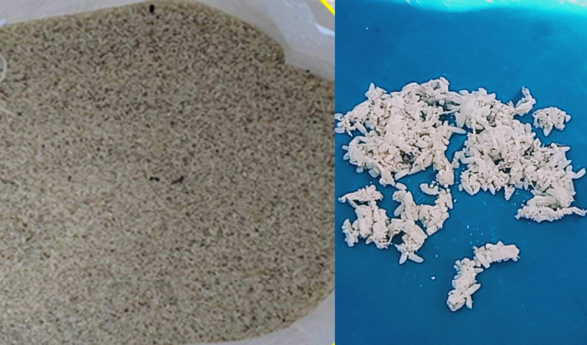 धनगढी उप-महानगरपालिकाले राहतमा बाड्यो कुहिएको चामल