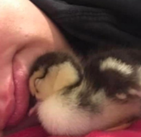 एक महिनासम्म ब्राभित्र राखेर महिलाले कोरलिन् हाँसको अण्डा