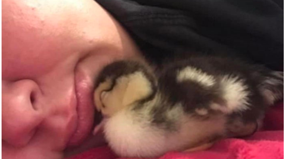 एक महिनासम्म ब्राभित्र राखेर महिलाले कोरलिन् हाँसको अण्डा