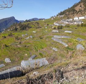 बाजुराका स्थानिय तहलाई कृषि क्षेत्रका लागि ५ करोड ८४ लाख विनियोजन (तह अनुसार बिवरण)