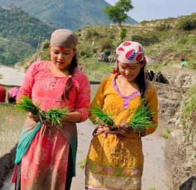 कोरोनाले रोपाई ढिला गरी शुरु