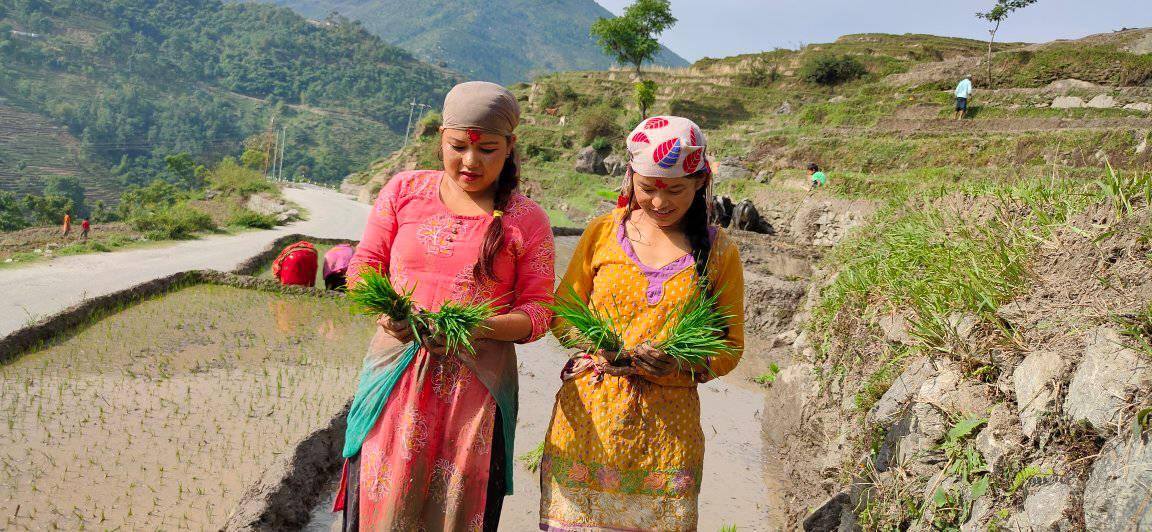 कोरोनाले रोपाई ढिला गरी शुरु