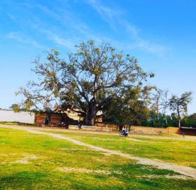 Complaint of the Old Tree (Poem)